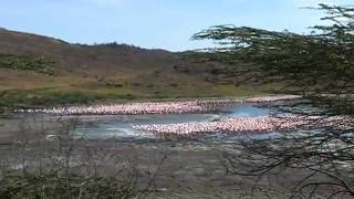 Flamingos at Momella Lakes [upl. by Rodi]