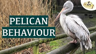 Pelican Behaviour  Great White pelicans amp Pinkbacked pelicans at Birdworld [upl. by Riada]