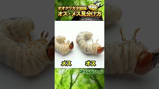 【高確率で！】オオクワガタ幼虫・オスメスの見分け方！いくつかのポイントを総合的に判断することが大事です。 [upl. by Kamat]