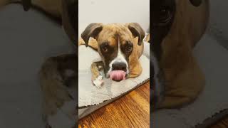 This sound will make your dog tilt their head [upl. by Yvette]