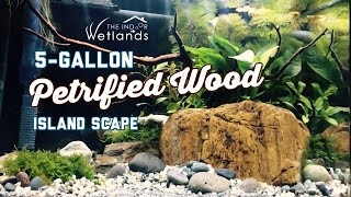 Calming 5Gallon Petrified Wood Island Aquascape by The Indoor Wetlands MINIMALIST [upl. by Heddi851]