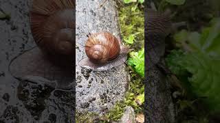 Schnecken im Sommer Regen [upl. by Pirbhai]