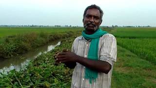 ThiruCKarikalan Part 10 Degradation of Cauvery delta indigenous animals [upl. by Akired217]