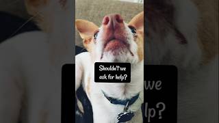 Dog Sibling MISCHIEF dog funny comedy subcribe pets [upl. by Doria]