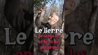 Lierre et Pucerons Hervé Covès jardin [upl. by Annairol]