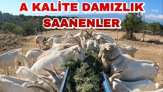 SATILIK SAANEN KEÇİLER  29 KEÇİ 21 OĞLAK 2 TEKE [upl. by Owiat]