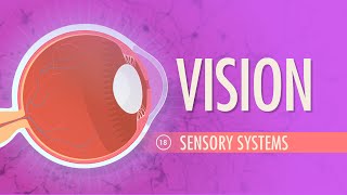 Vision Crash Course Anatomy amp Physiology 18 [upl. by Elleinaj]