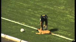 Cachorro rouba a cena no jogo Boa x UEC em Varginha [upl. by Keldah]