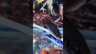 Dolphin Cichlid shorts dolphin dolphins monsterfishdom short shortvideo shortsvideo trending [upl. by Nally805]