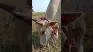 Bail shortvideo nature bail ashoklaguri cow bailhongal nandibail [upl. by Zug]