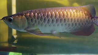 Gold Arowana tanning light diy [upl. by Joshia]