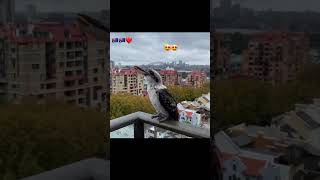 The Kookaburra song birds fyp beautiful famous fyp 🇦🇺 victoria australia family 🦆🦘🦅🦢 [upl. by Herrah]