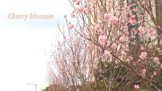 Cherry blossoms 沙田城門河櫻花 [upl. by Nosna373]