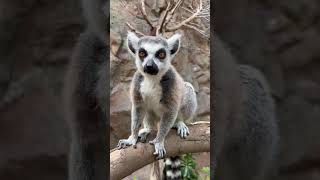 Çocukluğumuzun Kahramanı Zoboomafoonun Gerçek Hayatı reels shortvideo shorts zobomafoo zoo [upl. by Samuelson]