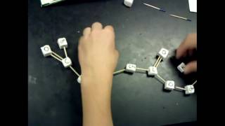 Dehydration Synthesis and Hydrolysis student models [upl. by Eenalem683]