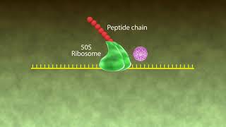 Mechanism of Action Macrolides [upl. by Rockafellow]