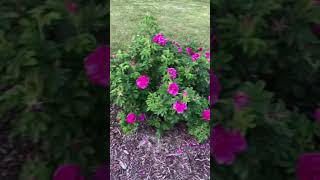 Rosa Rugosa “Hansa”  Illinois Zone 5 Garden Shorts [upl. by Nelo]