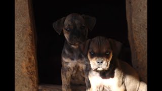 first walk with alano espanol litter around the kennel [upl. by Kcirtapnaes]