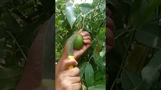 Tiny Ambarella Fruit cutting 👌😙travel fruit shortsvideo [upl. by Kalil]