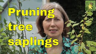 Growing amp pruning Elm trees Ulmus saplings [upl. by Refitsirhc]