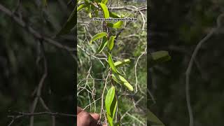 Dioscorea oppositifolia [upl. by Smaj]