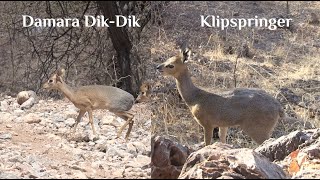 FOLLOW THE TRACKS  EPISODE 7  DAMARA DIKDIK amp KLIPSPRINGER [upl. by Schalles]