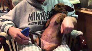 Dachshund being a chicken while getting nails clipped [upl. by Esiom]