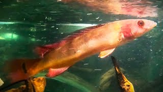 Update on the newcomers arowana amp pike cichlid amp on the injured eel and bala shark [upl. by Nirre]