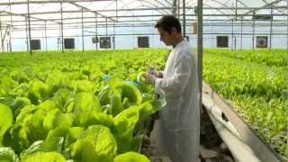 Hydroponic lettuce greenhouse factory  Automated [upl. by Cookie]