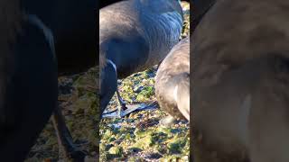 Brent goose seaweed snack [upl. by Llenwahs]