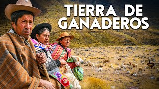 Huari COMUNIDAD OLVIDADA que hizo de la ganadería su fuente de sustento  DOCUMENTAL [upl. by Cherye]