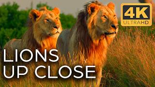 Lions Fight for Territory  Roar of the Wild Ep 2  4K UHD Documentary [upl. by Airla]