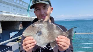 PIER fishing for TRIGGER fish on mumbles pier in Wales  sea fishing uk [upl. by Etana]