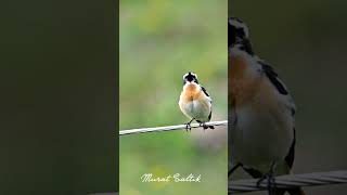 Çayır Taşkuşu  Whinchat  Nikon Z9  Nikon Z 600mm f4 TC VR S [upl. by Nosnah]