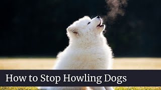 How to Stop Howling Dogs  How to stop dogs from howling when left alone [upl. by Gower297]