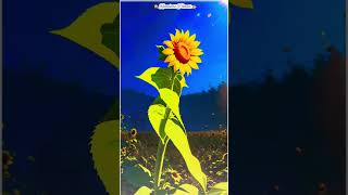 Sunflower dansing videosunflower song newdance shortvideo nature dance [upl. by Novyart139]