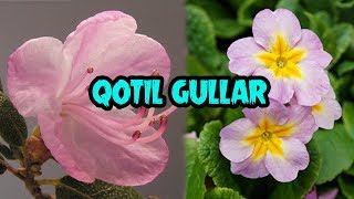 ҚОТИЛ ГУЛЛАР  QOTIL GULLAR [upl. by Gilburt]