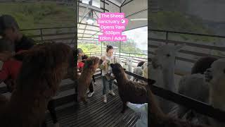 The Sheep Sanctuary Kea Farm Cameron Highlands Malaysia [upl. by Norrab]