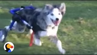 AMAZING Dog in Wheelchair Will Inspire You  The Dodo [upl. by Enialehs]