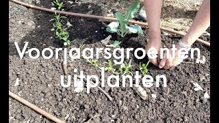 Inis Moestuin 180Voorjaarsgroenten uitplanten erwten peulen spinazie sla kool EN aardbeien [upl. by Eenerb]