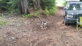 Treeing Walker Coonhound Jax Digging a Hole [upl. by Kal638]