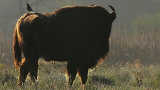 Bisons and starlings  Film Studio Aves [upl. by Antoni321]