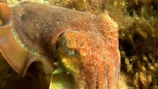 Australian Giant Cuttlefish Sepia apama  Riesensepia 2 [upl. by Vergil652]