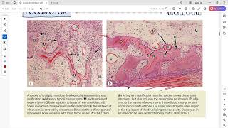 Bone development intramembranous ossification [upl. by Giess808]