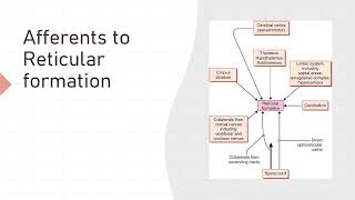 Reticular formation [upl. by Voleta]