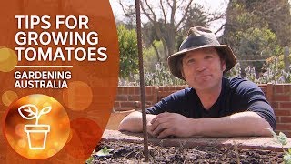 Tips and tricks for growing tomatoes  Growing Fruit and Vegies  Gardening Australia [upl. by Latreshia]