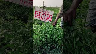 Henista seeds BALA contact Srinivasa seeds Vijayawada cell 9963934488 [upl. by Afrikah]