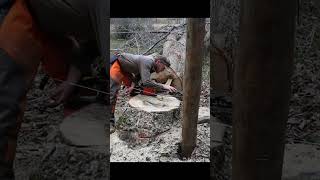 More fence building work in the turkey field [upl. by Denn]