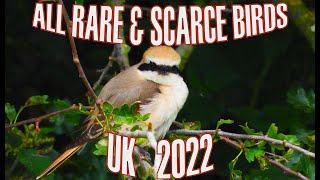 RARE BIRDS 2022 FULL YEAR [upl. by Acus]