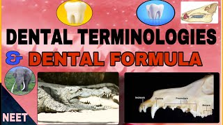 Dental terminologiesHomodont Heterodont DiphyodontAcrodontThecodont etcDental FormulaNeerja [upl. by Zelde]